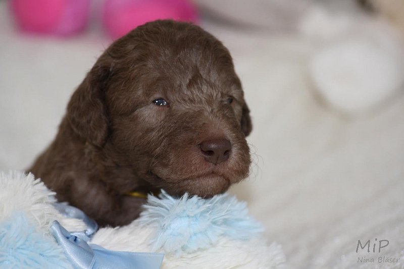 2011-05-15 Puppies Candy & Svet (27).jpg